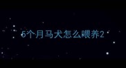 5个月马犬怎么喂养