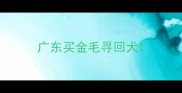 广东买金毛寻回犬