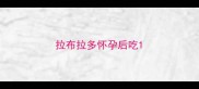 拉布拉多怀孕后吃