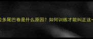 小拉布拉多尾巴卷是什么原因如何训练才能纠正这一行为