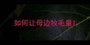 如何让母边牧毛量