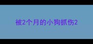 被2个月的小狗抓伤