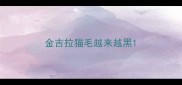 金吉拉猫毛越来越黑