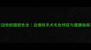 边牧前腿颜色全边境牧羊犬毛色特征与健康指南