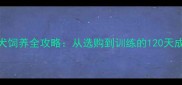 金毛幼犬饲养全攻略从选购到训练的120天成长日记