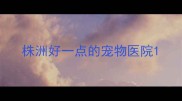 株洲好一点的宠物医院