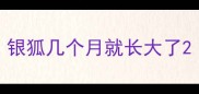 银狐几个月就长大了