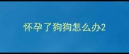 怀孕了狗狗怎么办