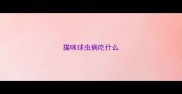 猫咪球虫病吃什么