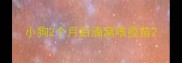 小狗2个月后滴窝咳疫苗