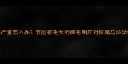 边牧掉毛严重怎么办双层被毛犬的换毛期应对指南与科学护理方案