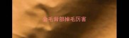 金毛背部掉毛厉害