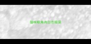 猫咪眼角有白色眼屎