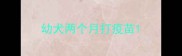 幼犬两个月打疫苗