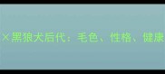 边境牧羊犬黑狼犬后代毛色性格健康及饲养指南