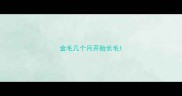 金毛几个月开始长毛