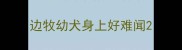 边牧幼犬身上好难闻