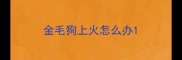 金毛狗上火怎么办