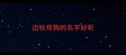 边牧母狗的名字好听