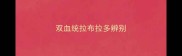 双血统拉布拉多辨别