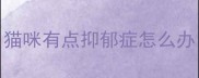 猫咪有点抑郁症怎么办