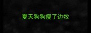 夏天狗狗瘦了边牧