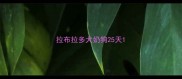 拉布拉多犬奶狗25天