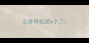 尖嘴母松狮4个月
