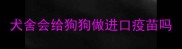 犬舍会给狗狗做进口疫苗吗