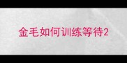 金毛如何训练等待