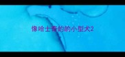像哈士奇的的小型犬