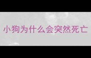 小狗为什么会突然死亡