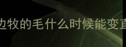 边牧的毛什么时候能变直