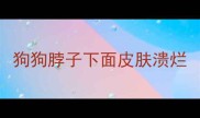 狗狗脖子下面皮肤溃烂