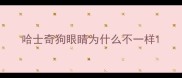 哈士奇狗眼睛为什么不一样
