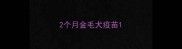 2个月金毛犬疫苗