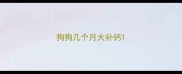 狗狗几个月大补钙