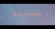 幼犬几个月吃钙片