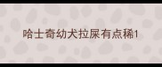 哈士奇幼犬拉屎有点稀