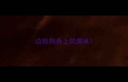 边牧狗身上的臭味