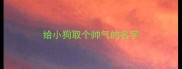给小狗取个帅气的名字