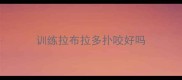 训练拉布拉多扑咬好吗