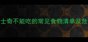 哈士奇不能吃的常见食物清单及危害