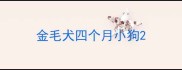 金毛犬四个月小狗