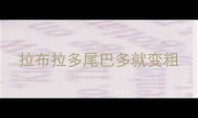 拉布拉多尾巴多就变粗