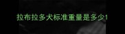 拉布拉多犬标准重量是多少
