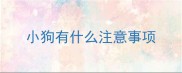 小狗有什么注意事项