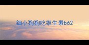 细小狗狗吃维生素b6