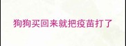 狗狗买回来就把疫苗打了