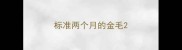 标准两个月的金毛